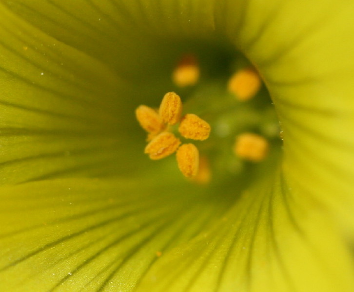 pianta da identificare e domande - Oxalis pes-caprae